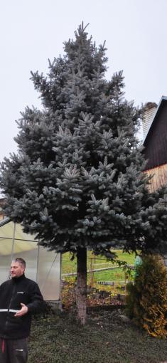 Ptenský vánoční strom